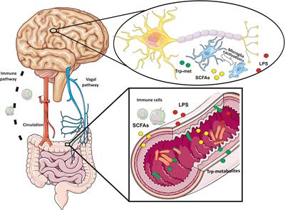 Microglial cells: Sensors for neuronal activity and microbiota-derived molecules